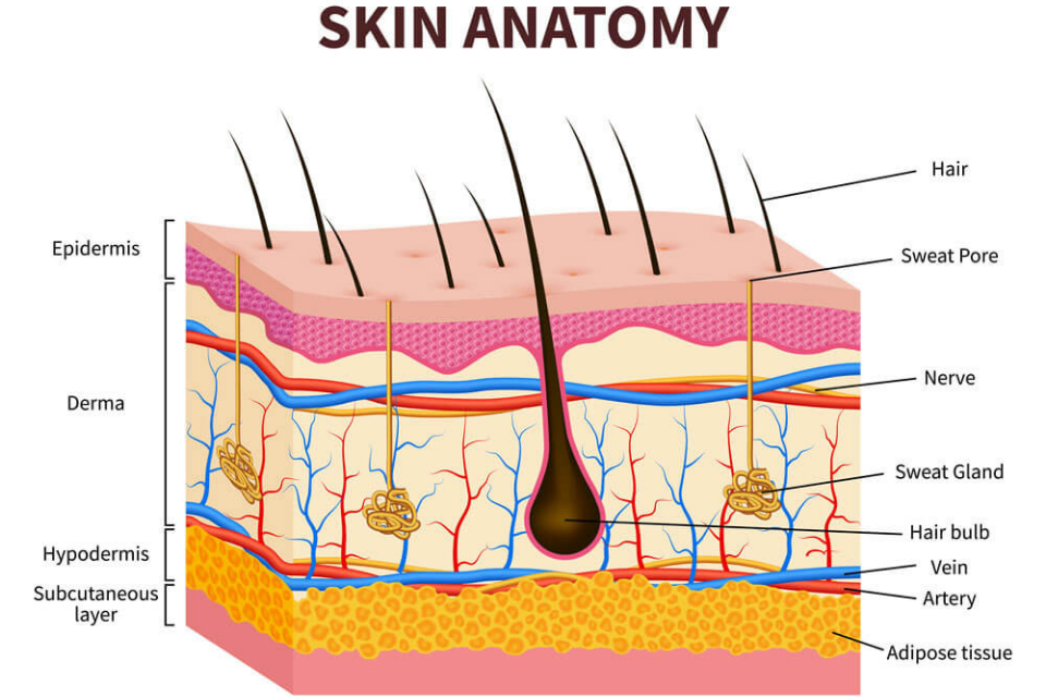 skin