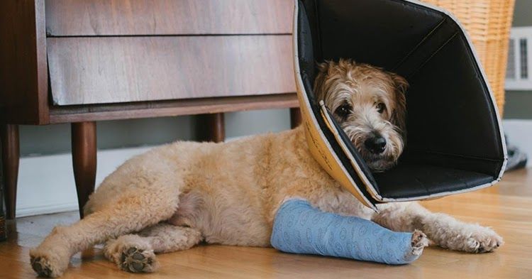 Scientific management of postoperative wound care in pets