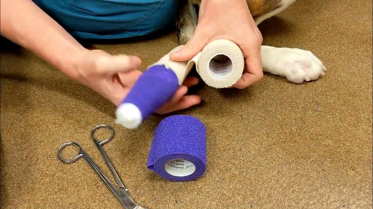 Versatile uses of self-adhesive elastic bandages for pets