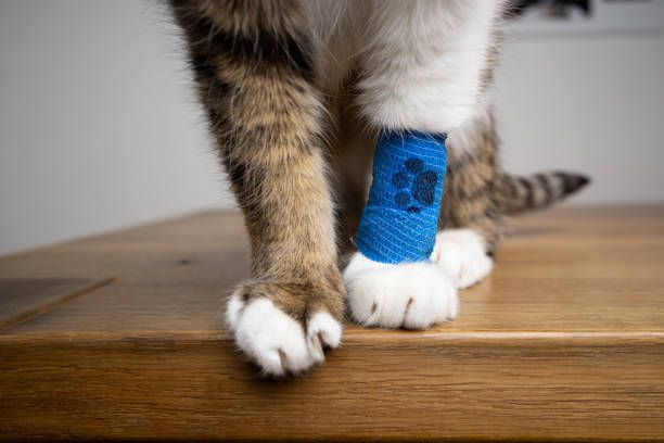 How should I care for my pet's surgical incision?