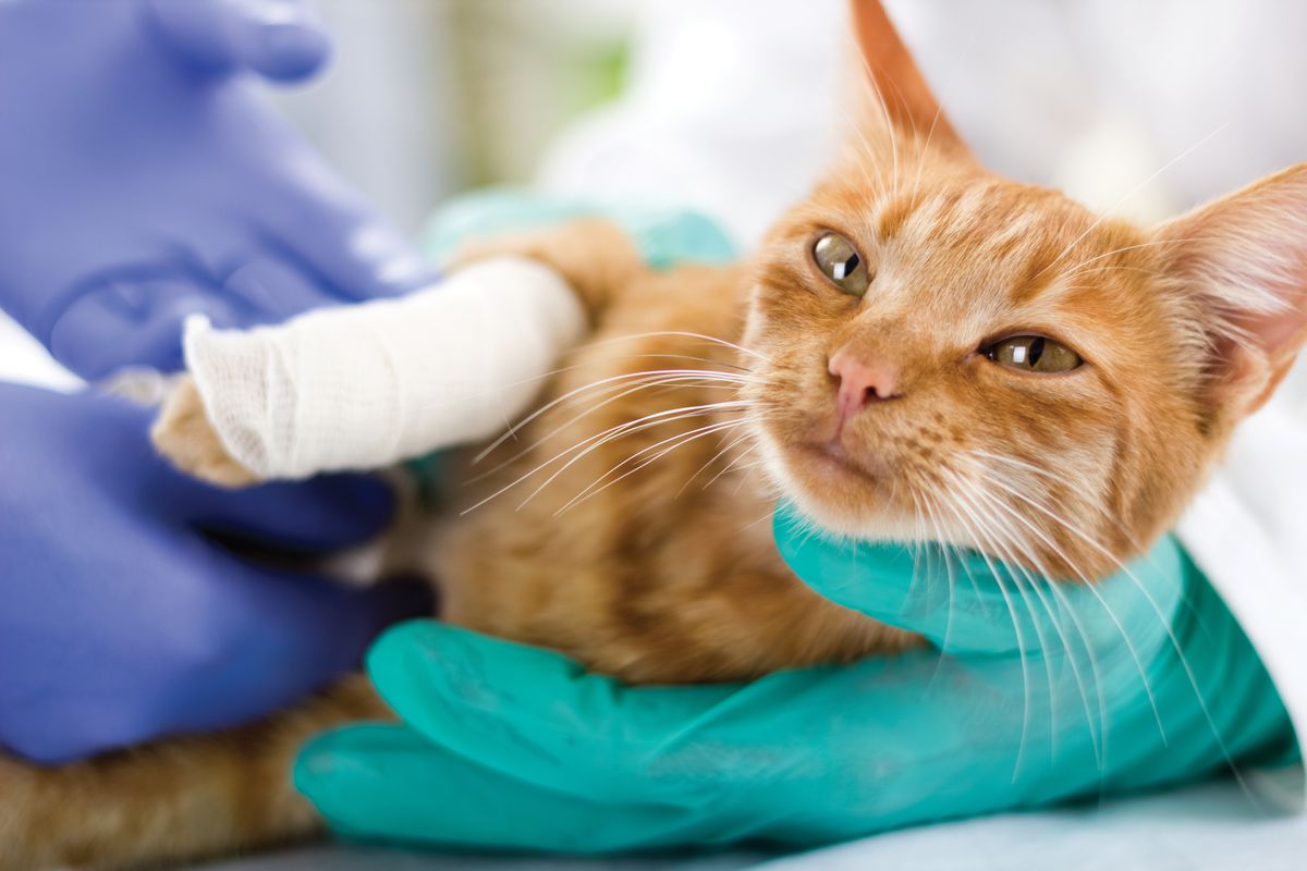 What kind of dressing should be used for a pet's wound?