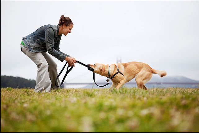 Wash the wound after an animal bite.